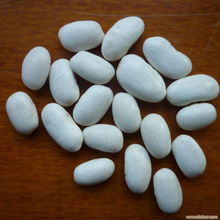 大連白蕓豆的特色與相關信息解析