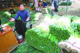 暖冬之困 農(nóng)副產(chǎn)品市場(chǎng)中的大蔥滯銷現(xiàn)象探析