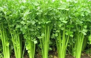 精準(zhǔn)發(fā)力 打通產(chǎn)銷鏈路——落實(shí)貧困地區(qū)農(nóng)副產(chǎn)品政府采購的操作指南